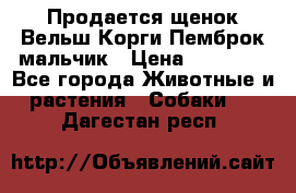 Продается щенок Вельш Корги Пемброк мальчик › Цена ­ 65 000 - Все города Животные и растения » Собаки   . Дагестан респ.